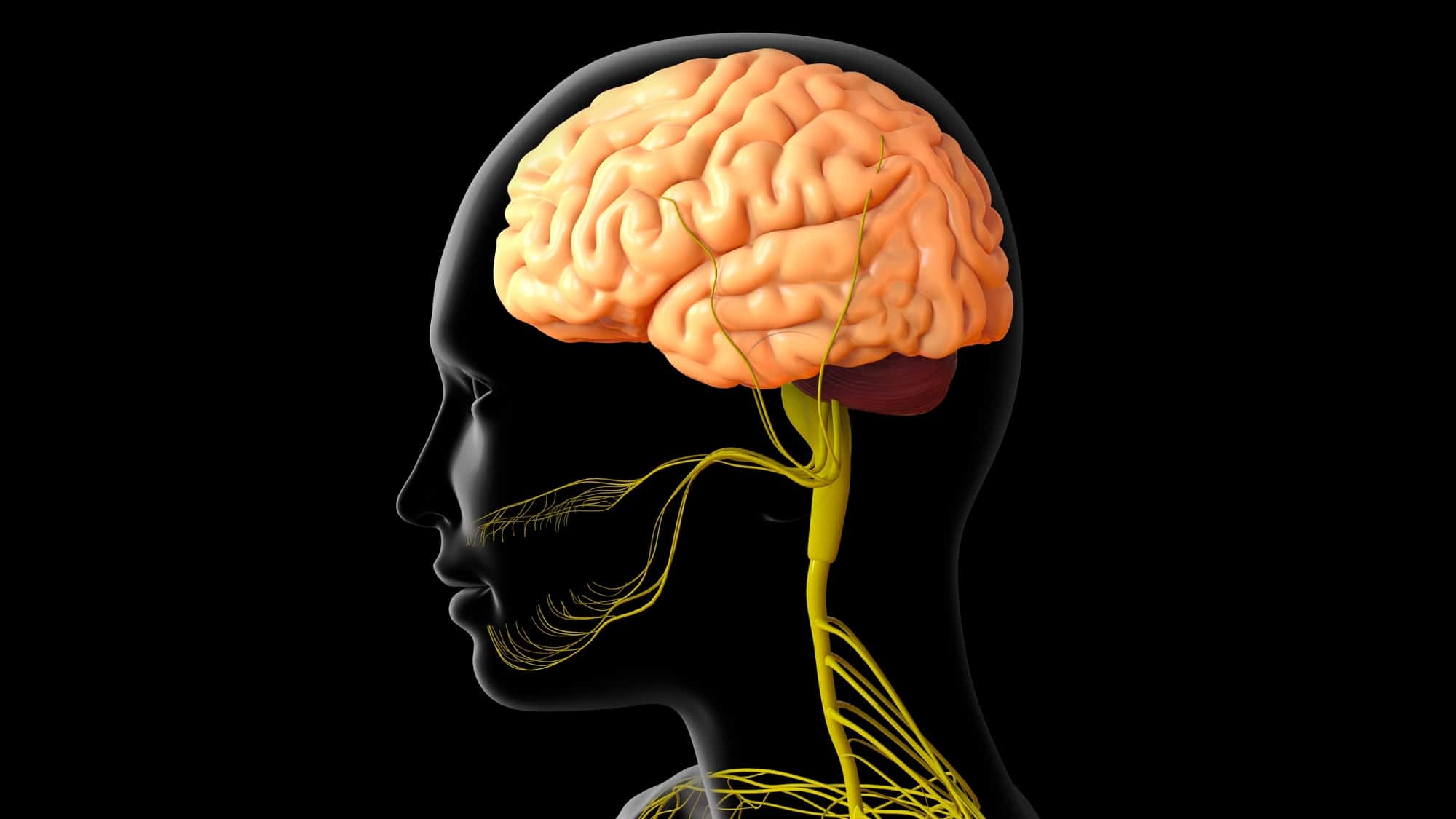 3D Illustration Human Brain Anatomy For Medical Concept