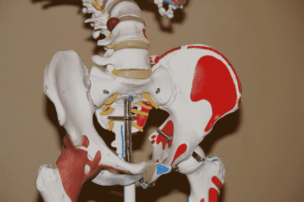 Pelvic Bone Representation