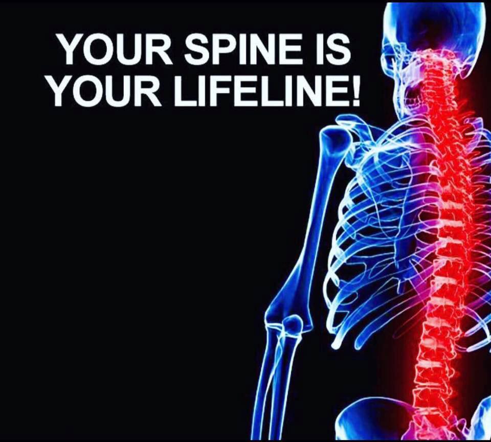 An image emphasizing the spinal cord of a human