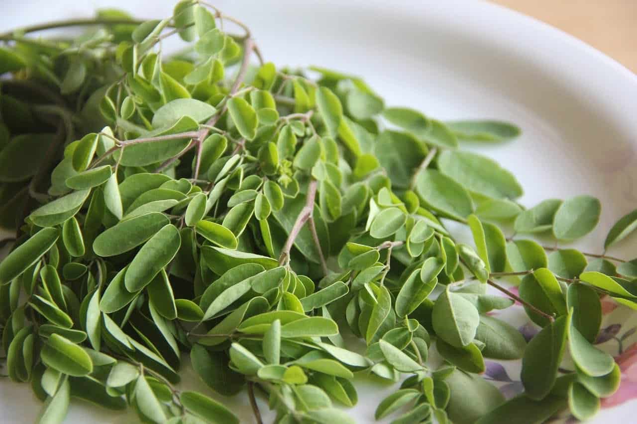 Natural Moringa Solution for Alleviating Back Discomfort and Fatigue